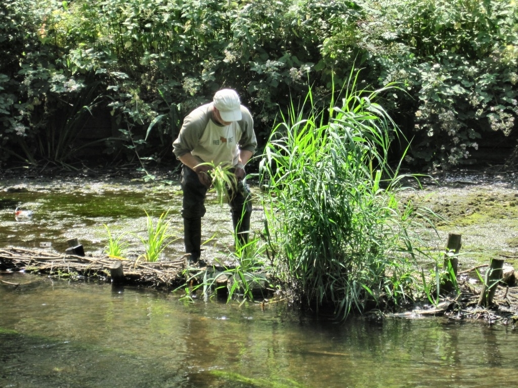 LCL-Marginal-Planting
