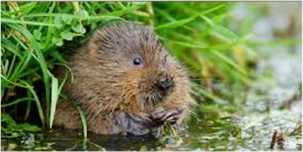 WT Watervole