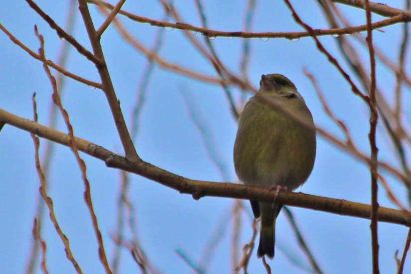 A Greenfinch 