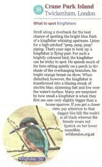 Times Article
