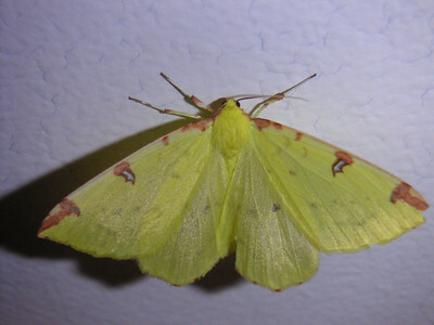 Brimstone moth