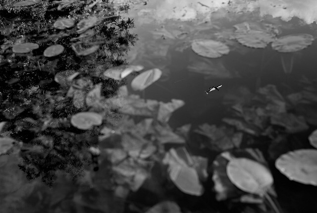 Refections on Crane