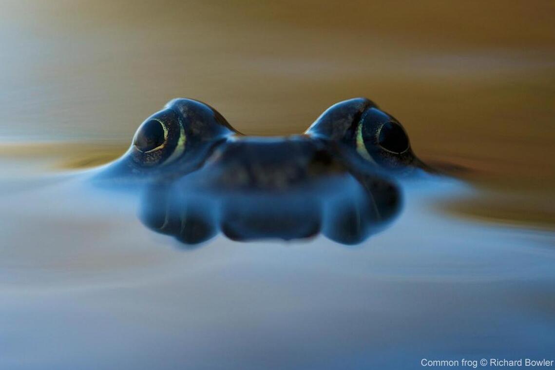 Common frog