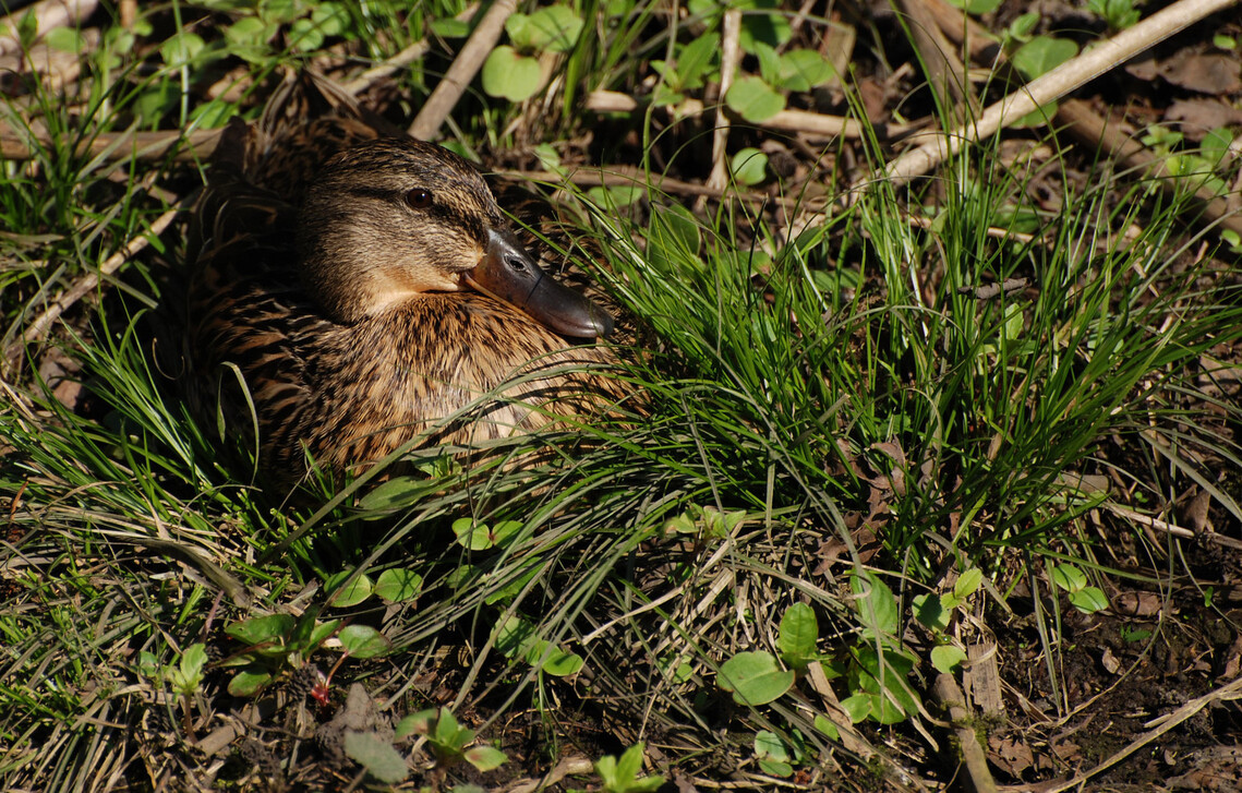 Duck