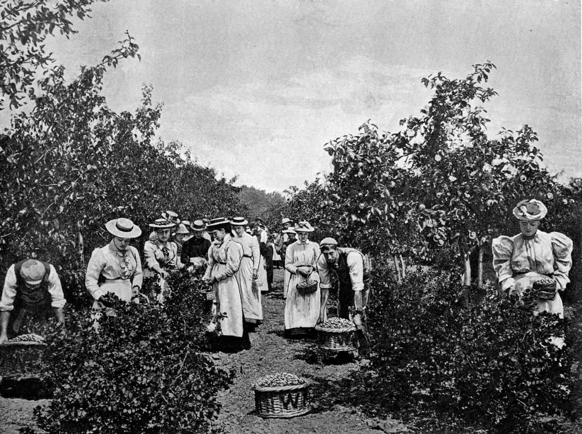 H Gooseberry Picking Butt Farm Hanworth 