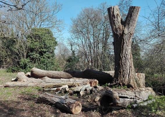 EV Trees for loggery