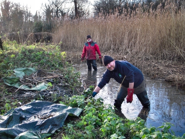 v pre reed bed