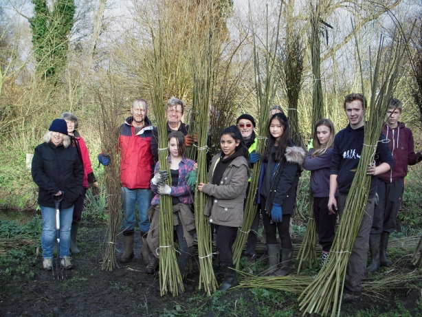 Willow Pollarding