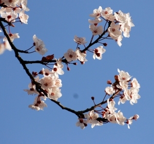w close-eye blossom
