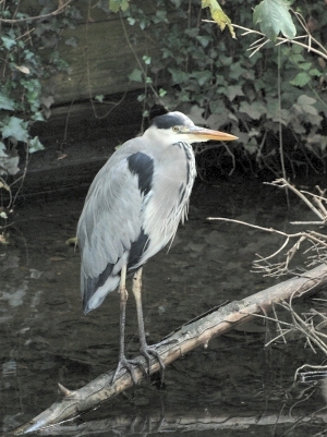 w close-eye heron