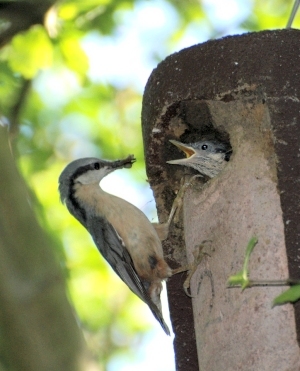 Nuthatch