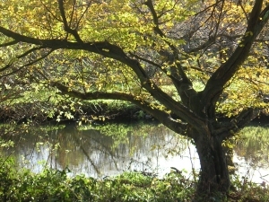 River Crane