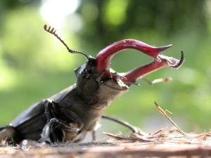 w close-eye stag beetle