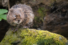 News on Water Voles