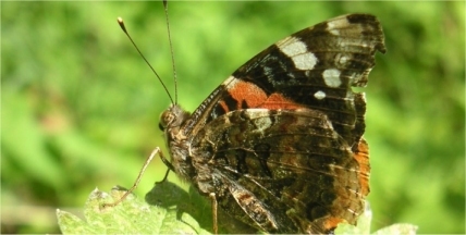  Butterfly walk along the River Crane